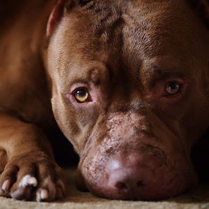 Meet your Posher, Alena